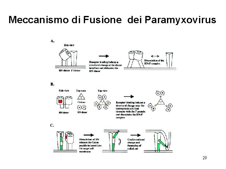 Meccanismo di Fusione dei Paramyxovirus 29 