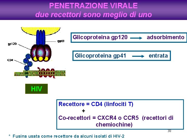 PENETRAZIONE VIRALE due recettori sono meglio di uno Glicoproteina gp 120 Glicoproteina gp 41