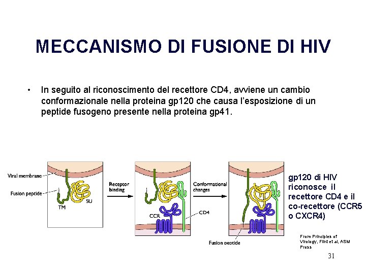 MECCANISMO DI FUSIONE DI HIV • In seguito al riconoscimento del recettore CD 4,