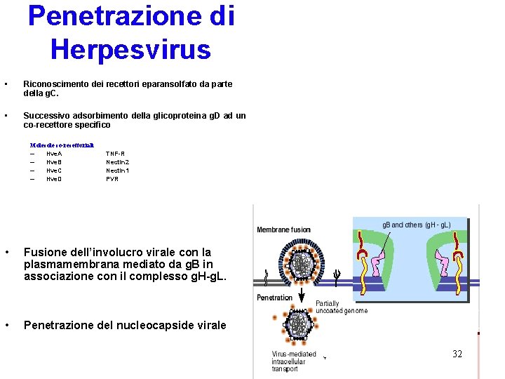 Penetrazione di Herpesvirus • Riconoscimento dei recettori eparansolfato da parte della g. C. •