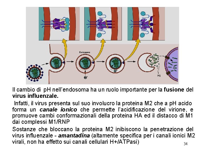 Il cambio di p. H nell’endosoma ha un ruolo importante per la fusione del