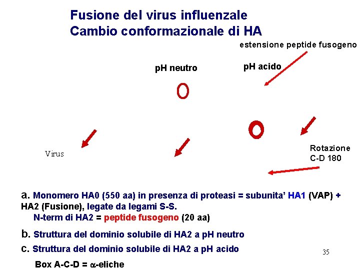 Fusione del virus influenzale Cambio conformazionale di HA estensione peptide fusogeno p. H neutro