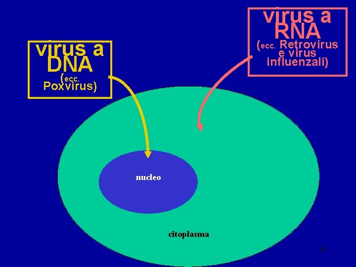virus a RNA ( Retrovirus a DNA ( ecc. e virus influenzali) ecc. Poxvirus)