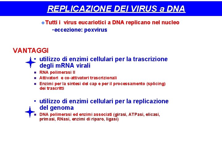 REPLICAZIONE DEI VIRUS a DNA Tutti i virus eucariotici a DNA replicano nel nucleo