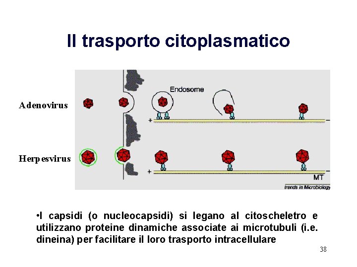 Il trasporto citoplasmatico Adenovirus Herpesvirus • I capsidi (o nucleocapsidi) si legano al citoscheletro