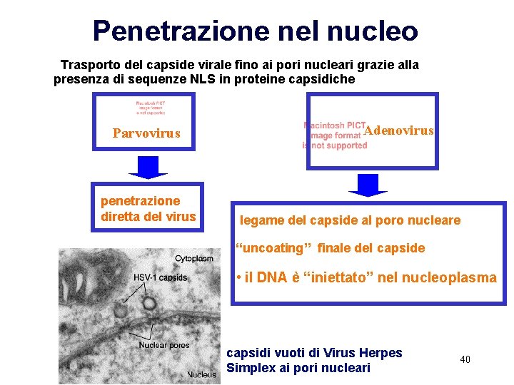 Penetrazione nel nucleo Trasporto del capside virale fino ai pori nucleari grazie alla presenza