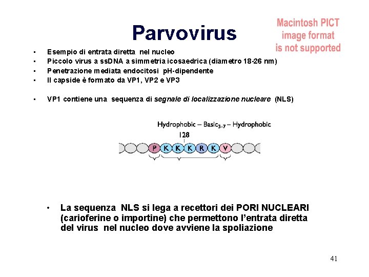 Parvovirus • • Esempio di entrata diretta nel nucleo Piccolo virus a ss. DNA