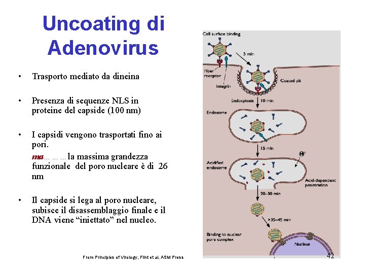 Uncoating di Adenovirus • Trasporto mediato da dineina • Presenza di sequenze NLS in