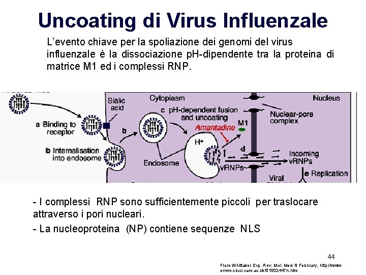 Uncoating di Virus Influenzale L’evento chiave per la spoliazione dei genomi del virus influenzale