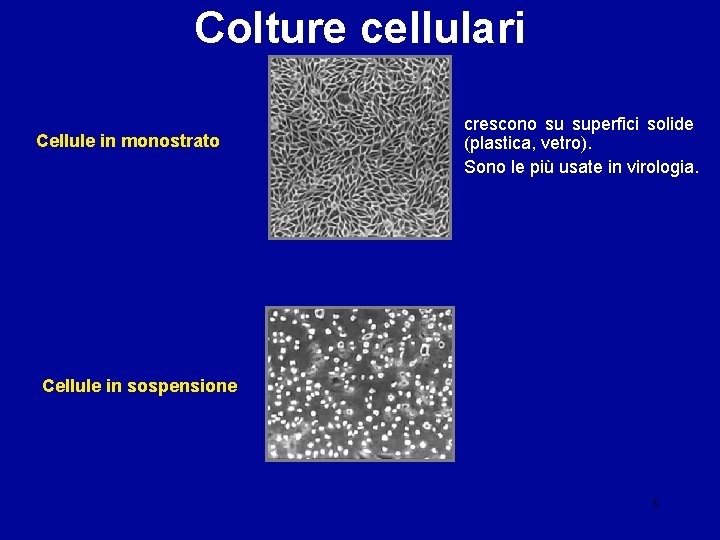 Colture cellulari Cellule in monostrato crescono su superfici solide (plastica, vetro). Sono le più
