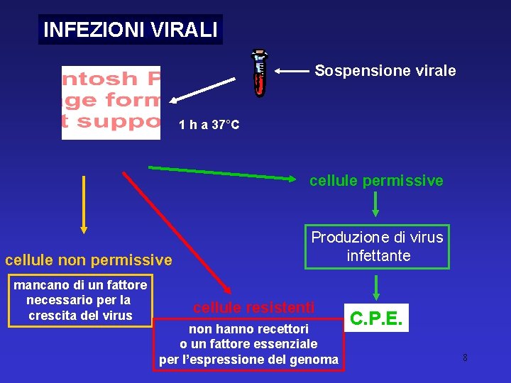 INFEZIONI VIRALI Sospensione virale 1 h a 37°C cellule permissive cellule non permissive mancano