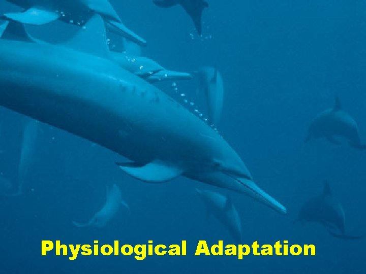 Physiological Adaptation 