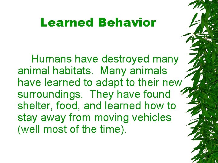 Learned Behavior Humans have destroyed many animal habitats. Many animals have learned to adapt