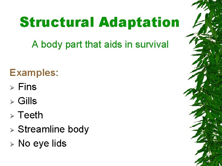 Structural Adaptation A body part that aids in survival Examples: Ø Fins Ø Gills