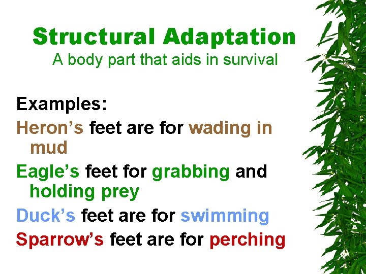 Structural Adaptation A body part that aids in survival Examples: Heron’s feet are for