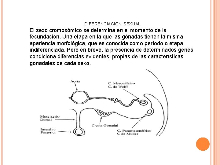 DIFERENCIACIÓN SEXUAL El sexo cromosómico se determina en el momento de la fecundación. Una