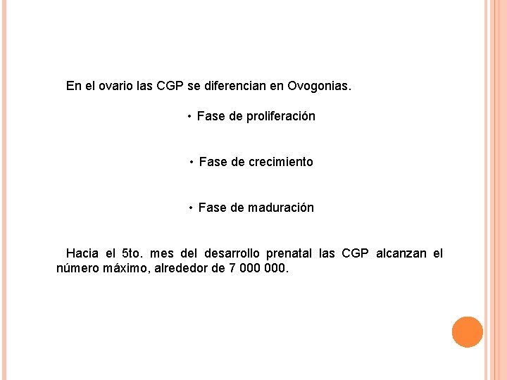 En el ovario las CGP se diferencian en Ovogonias. • Fase de proliferación •