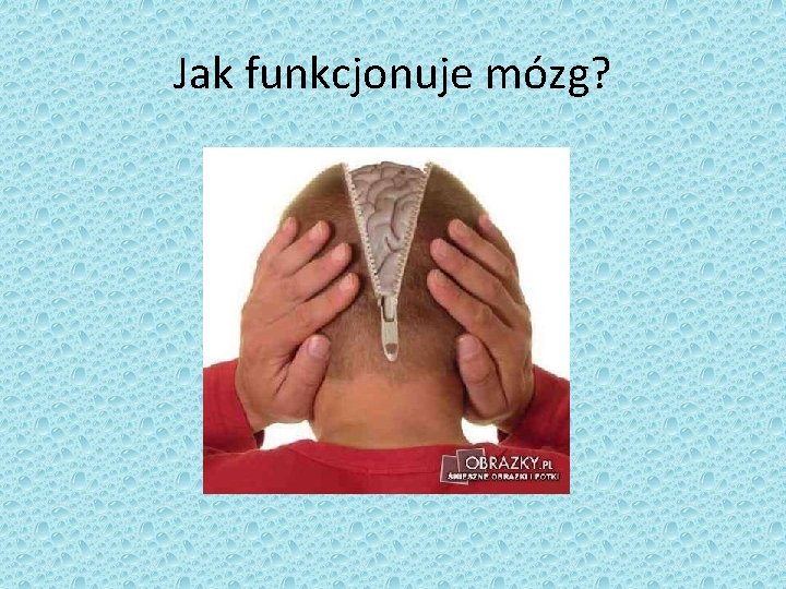 Jak funkcjonuje mózg? 