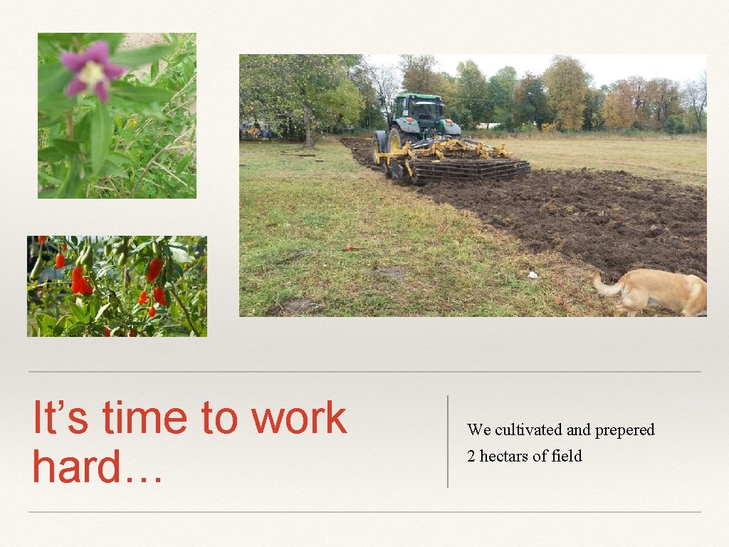 It’s time to work hard… We cultivated and prepered 2 hectars of field 