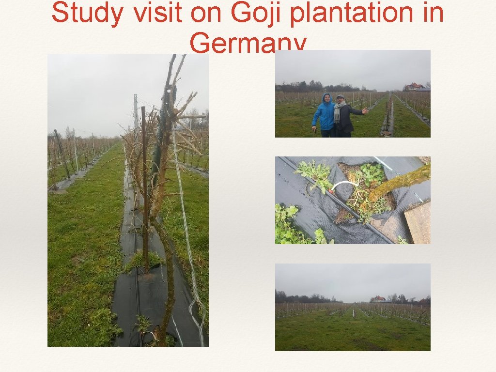 Study visit on Goji plantation in Germany 