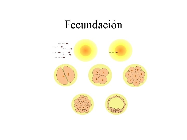 Fecundación 