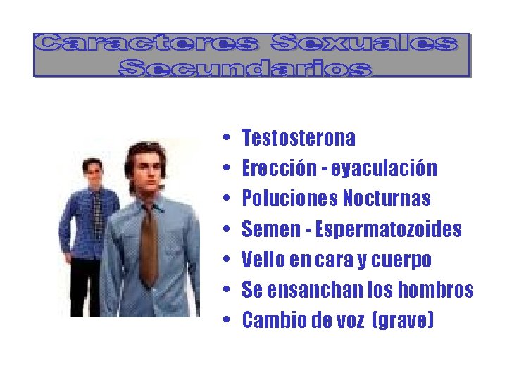  • • Testosterona Erección - eyaculación Poluciones Nocturnas Semen - Espermatozoides Vello en