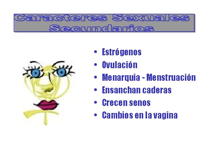  • • • Estrógenos Ovulación Menarquia - Menstruación Ensanchan caderas Crecen senos Cambios