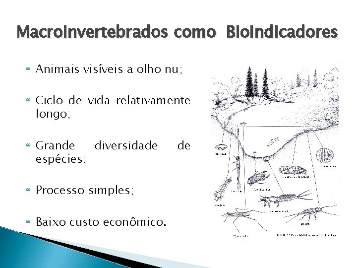 Macroinvertebrados como Bioindicadores Animais visíveis a olho nu; Ciclo de vida relativamente longo; Grande