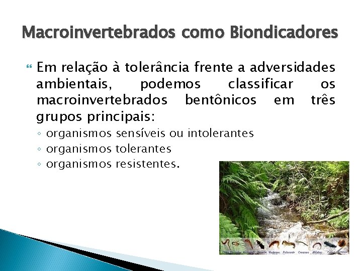 Macroinvertebrados como Biondicadores Em relação à tolerância frente a adversidades ambientais, podemos classificar os