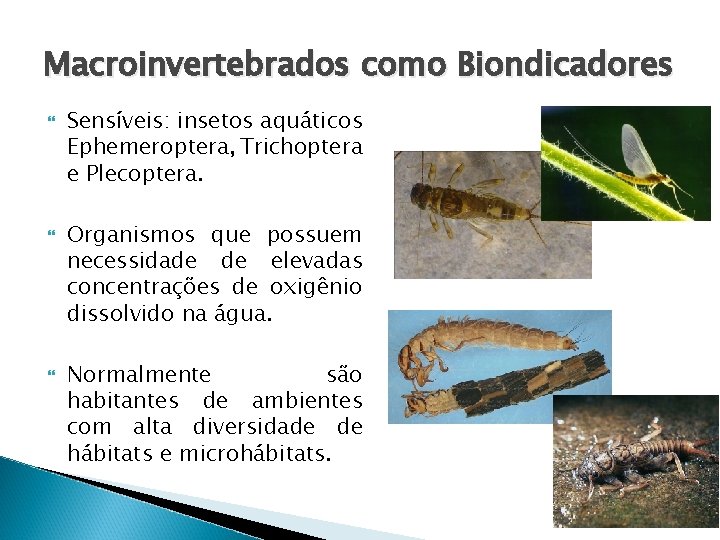 Macroinvertebrados como Biondicadores Sensíveis: insetos aquáticos Ephemeroptera, Trichoptera e Plecoptera. Organismos que possuem necessidade