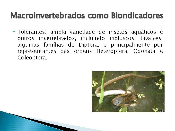 Macroinvertebrados como Biondicadores Tolerantes: ampla variedade de insetos aquáticos e outros invertebrados, incluindo moluscos,