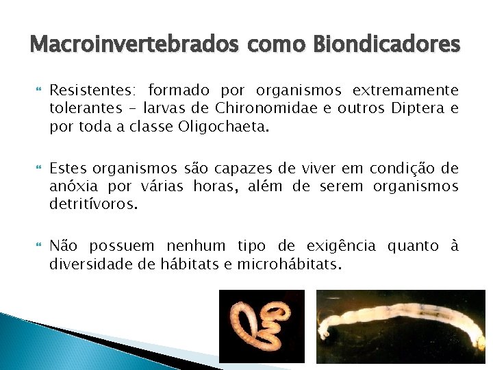 Macroinvertebrados como Biondicadores Resistentes: formado por organismos extremamente tolerantes - larvas de Chironomidae e