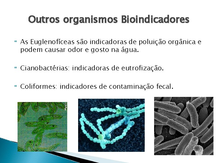 Outros organismos Bioindicadores As Euglenofíceas são indicadoras de poluição orgânica e podem causar odor