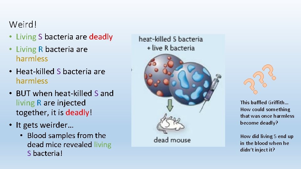 Weird! • Living S bacteria are deadly • Living R bacteria are harmless •