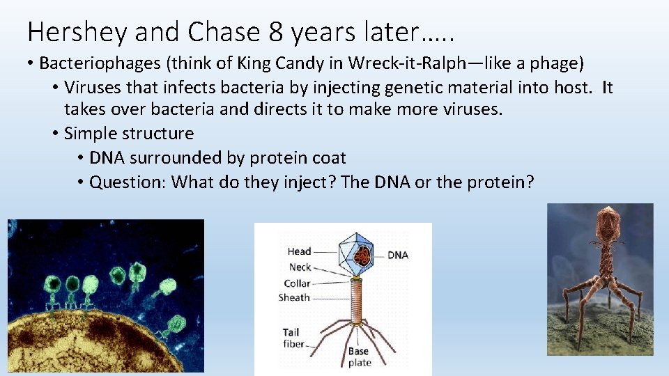 Hershey and Chase 8 years later…. . • Bacteriophages (think of King Candy in