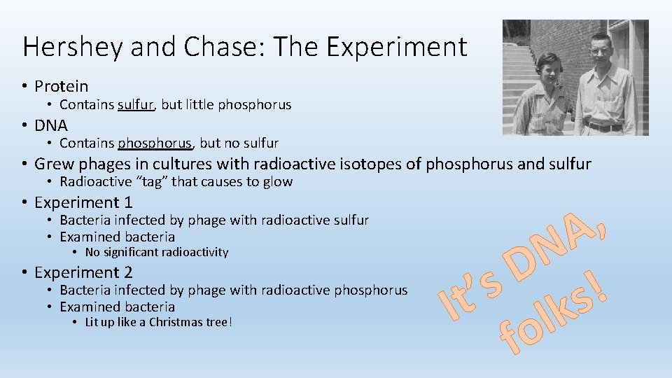 Hershey and Chase: The Experiment • Protein • Contains sulfur, but little phosphorus •