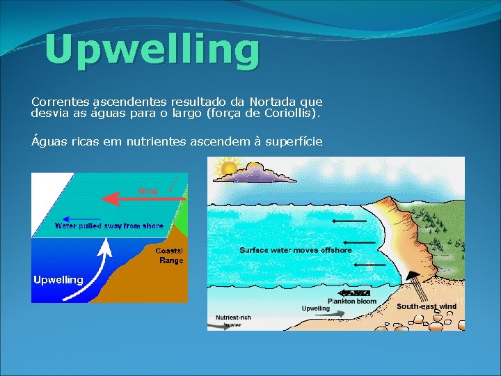 Upwelling Correntes ascendentes resultado da Nortada que desvia as águas para o largo (força