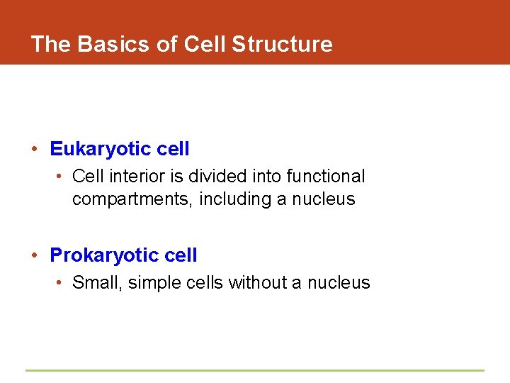 The Basics of Cell Structure • Eukaryotic cell • Cell interior is divided into