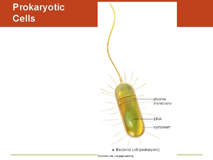 Prokaryotic Cells 