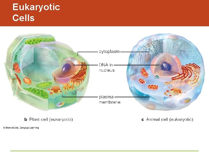 Eukaryotic Cells 