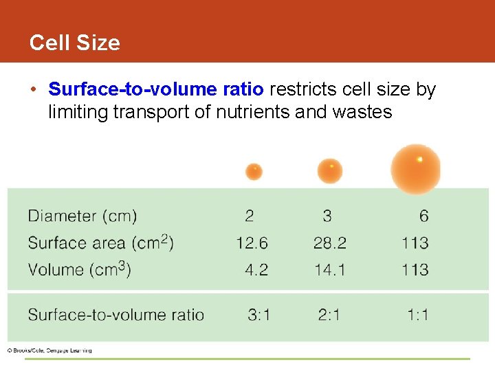 Cell Size • Surface-to-volume ratio restricts cell size by limiting transport of nutrients and