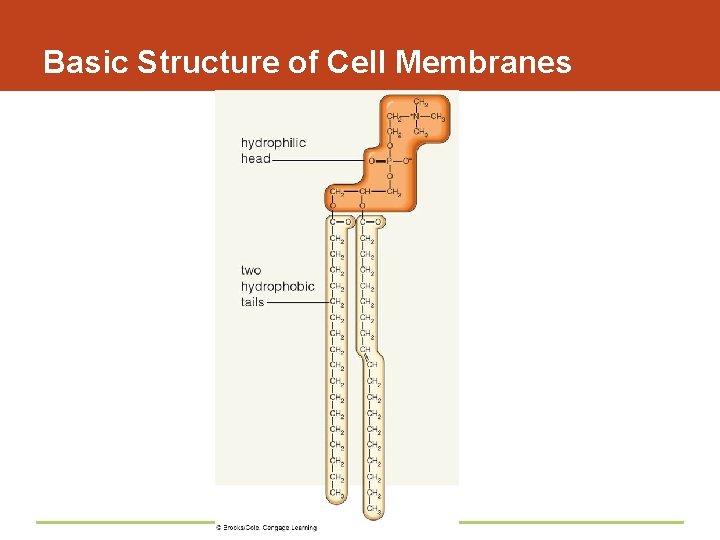 Basic Structure of Cell Membranes 