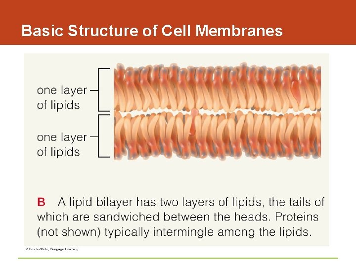 Basic Structure of Cell Membranes 