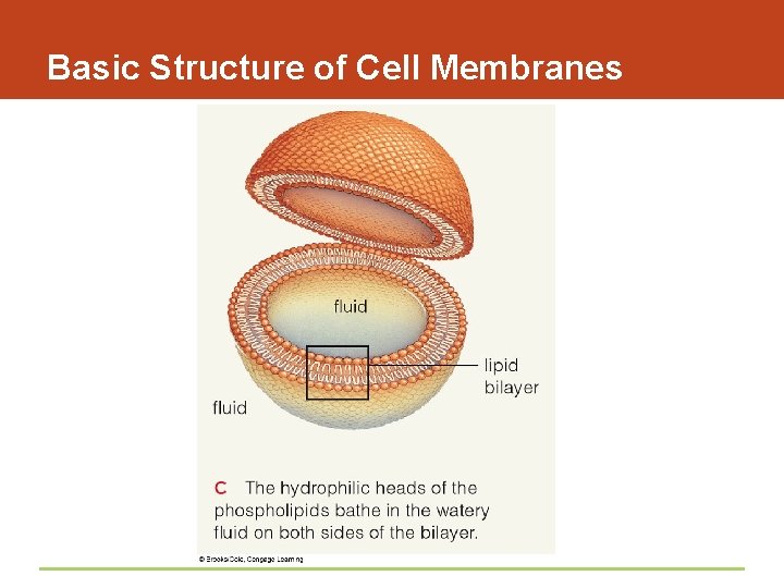 Basic Structure of Cell Membranes 