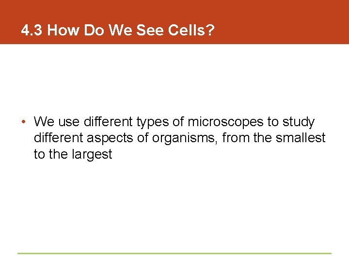 4. 3 How Do We See Cells? • We use different types of microscopes