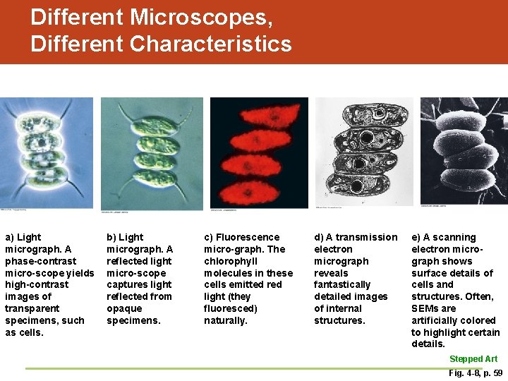 Different Microscopes, Different Characteristics a) Light micrograph. A phase-contrast micro-scope yields high-contrast images of