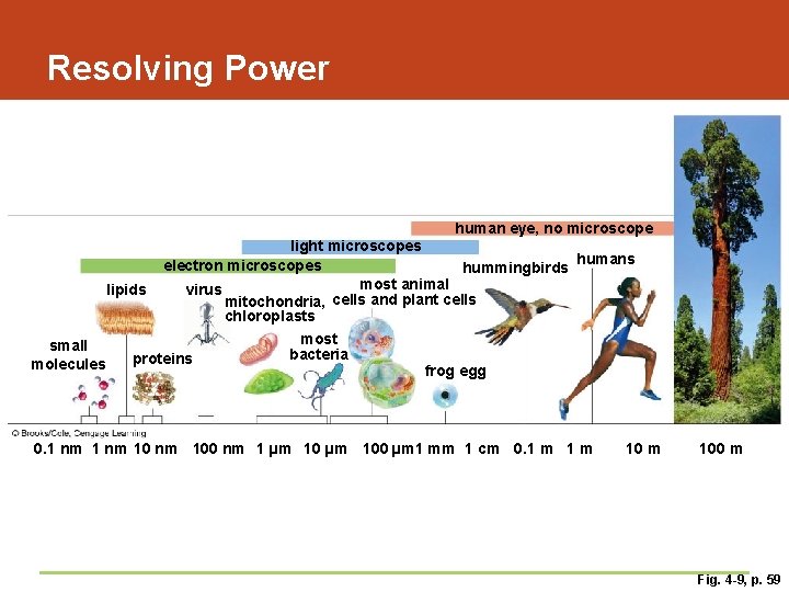 Resolving Power human eye, no microscope light microscopes humans electron microscopes hummingbirds most animal