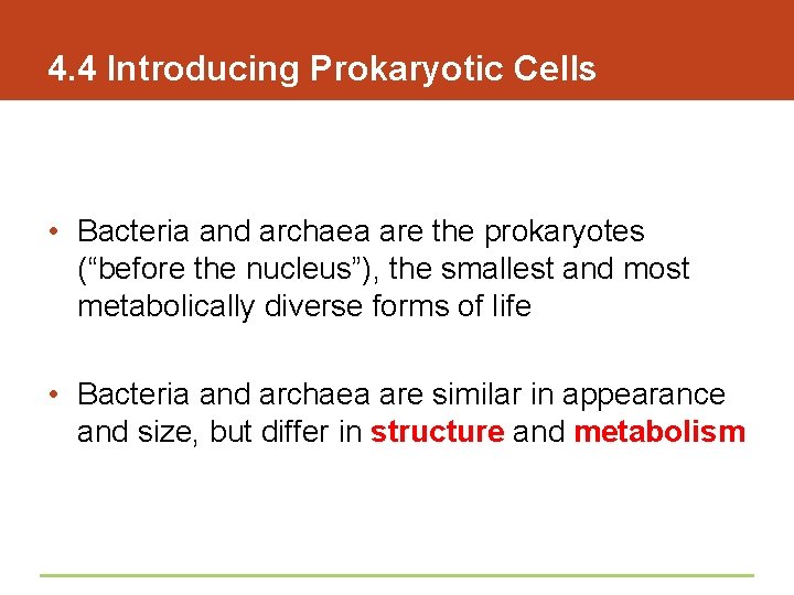 4. 4 Introducing Prokaryotic Cells • Bacteria and archaea are the prokaryotes (“before the