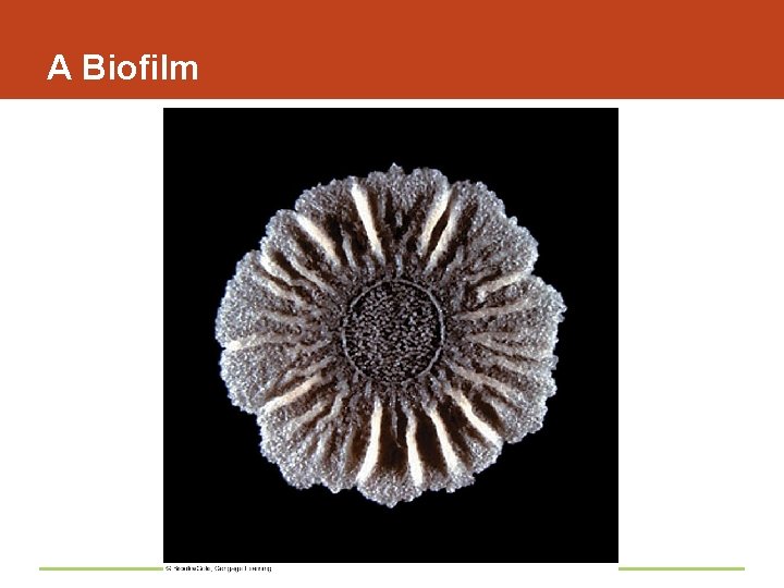 A Biofilm 