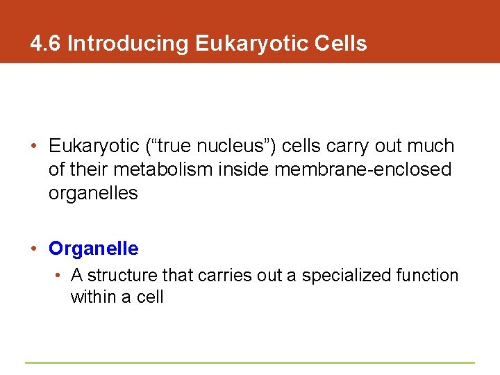 4. 6 Introducing Eukaryotic Cells • Eukaryotic (“true nucleus”) cells carry out much of